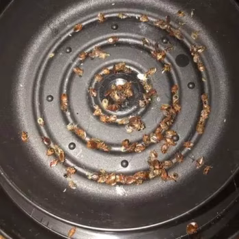 مصيدة بق الفراش ( حبة واحدة )